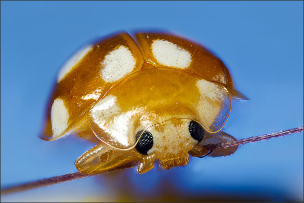 Fokus-Stacking (Deep Focus Fusion) eines Zw�lffleckigen Pilz-Marienk�fers (Vibidia duodecimguttata).<br />Nikon D800E mit Leica Photar II 25 mm f2.0 an umgebautem Olympus Telescopic Auto Extension Tube 65-116 mm