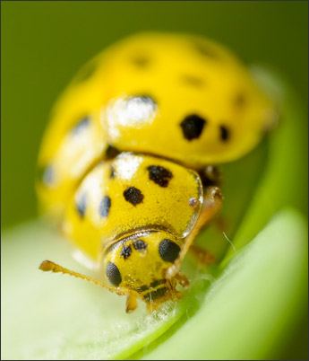 (Zweiundzwanzigpunkt) Pilz-Marienk�fer (Psyllobora vigintiduopunctata) bei 7,4-facher Vergr��erung.<br />Nikon D800E mit Leica Photar II 25 mm f2.0 an umgebautem Olympus Telescopic Auto Extension Tube 65-116 mm