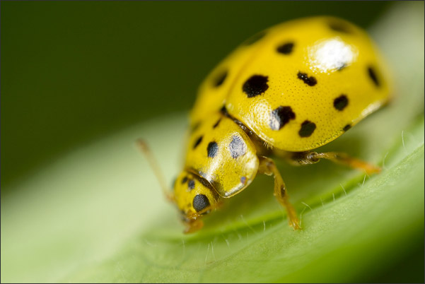 (Zweiundzwanzigpunkt) Pilz-Marienk�fer (Psyllobora vigintiduopunctata) bei 4,6-facher Vergr��erung.<br />Nikon D800E mit Leica Photar II 25 mm f2.0 an umgebautem Olympus Telescopic Auto Extension Tube 65-116 mm