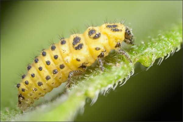Larve des (Zweiundzwanzigpunkt) Pilz-Marienk�fer (Psyllobora vigintiduopunctata).<br />Nikon D800E mit Leica Photar II 25 mm f2.0 an umgebautem Olympus Telescopic Auto Extension Tube 65-116 mm