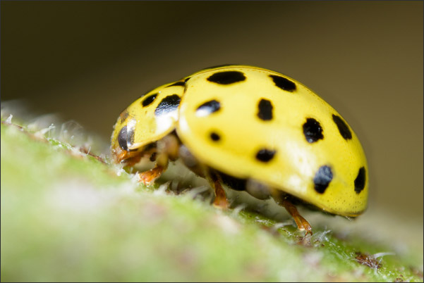 (Zweiundzwanzigpunkt) Pilz-Marienk�fer (Psyllobora vigintiduopunctata) bei 6,1-facher Vergr��erung.<br />Nikon D800E mit Leica Photar II 25 mm f2.0 an umgebautem Olympus Telescopic Auto Extension Tube 65-116 mm
