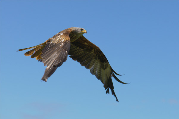 Rotmilan (Milvus milvus) im Vorbeiflug.<br />Nikon D3x mit AF-S NIKKOR 300 mm 1:2,8G ED VR II mit TC-14E II