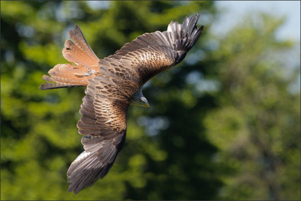 Ein Rotmilan (Milvus milvus) dreht in den Sturzflug ab.<br />Nikon D3x mit AF-S NIKKOR 300 mm 1:2,8G ED VR II mit TC-14E II