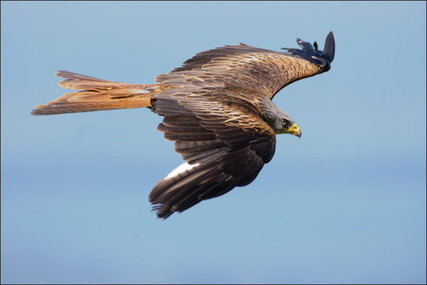 Rotmilan (Milvus milvus) im Flug.<br />Nikon D3x mit AF-S NIKKOR 300 mm 1:2,8G ED VR II mit TC-14E II