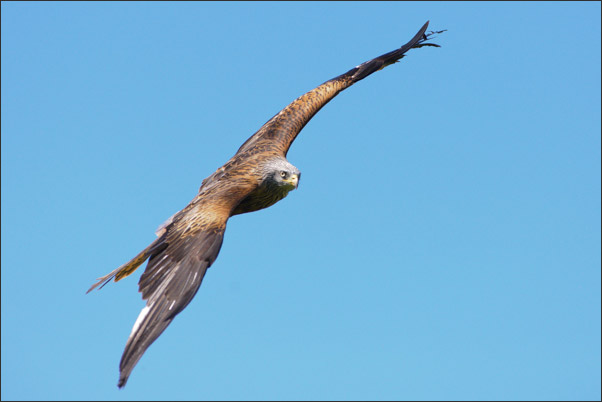 Rotmilan (Milvus milvus) im Flug.<br />Nikon D3x mit AF-S NIKKOR 300 mm 1:2,8G ED VR II mit TC-14E II