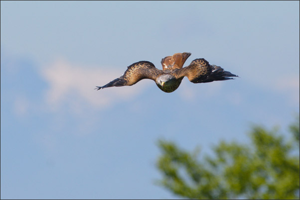 Rotmilan (Milvus milvus) im Sturzflug.<br />Nikon D3x mit AF-S NIKKOR 300 mm 1:2,8G ED VR II mit TC-14E II