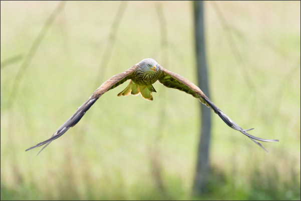Rotmilan (Milvus milvus) im Anflug auf die Kamera.<br />Nikon D810 mit AF-S NIKKOR 600 mm 1:4G ED VR