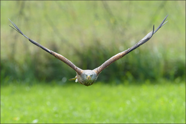 Rotmilan (Milvus milvus) im Anflug auf die Kamera.<br />Nikon D810 mit AF-S NIKKOR 600 mm 1:4G ED VR