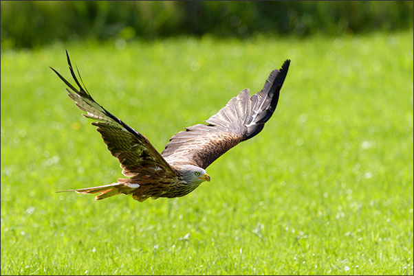 Rotmilan (Milvus milvus) im Vorbeiflug.<br />Nikon D810 mit AF-S NIKKOR 600 mm 1:4G ED VR