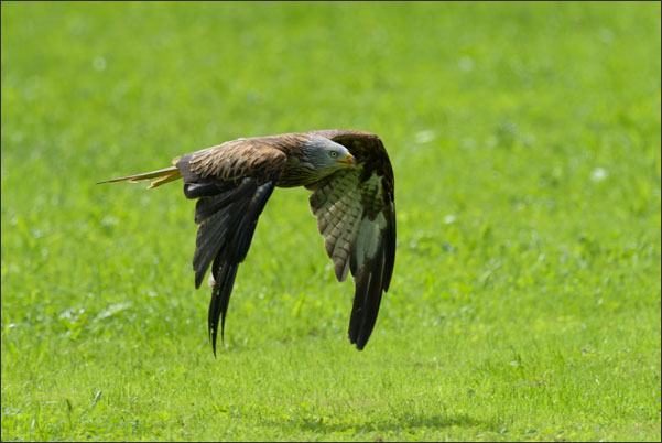 Rotmilan (Milvus milvus) im Vorbeiflug.<br />Nikon D810 mit AF-S NIKKOR 600 mm 1:4G ED VR