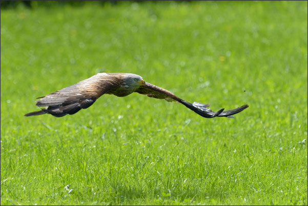 Rotmilan (Milvus milvus) im Gleitflug knapp �ber Gras.<br />Nikon D810 mit AF-S NIKKOR 600 mm 1:4G ED VR