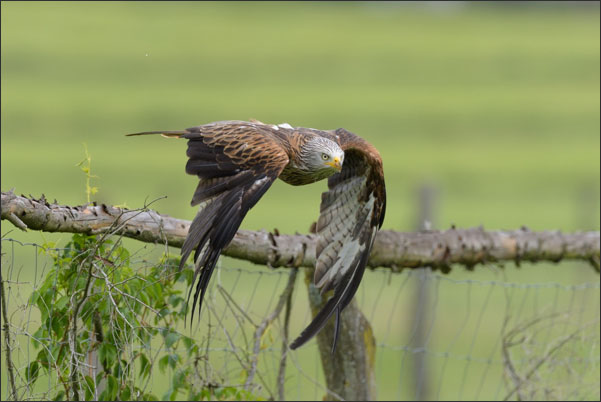 Ein Rotmilan (Milvus milvus) kurz nach dem Start von seinem Ansitz<br />Nikon D810 mit AF-S NIKKOR 600 mm 1:4G ED VR