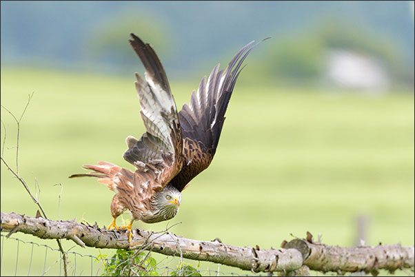 Ein Rotmilan (Milvus milvus) beim Starten.<br />Nikon D810 mit AF-S NIKKOR 600 mm 1:4G ED VR