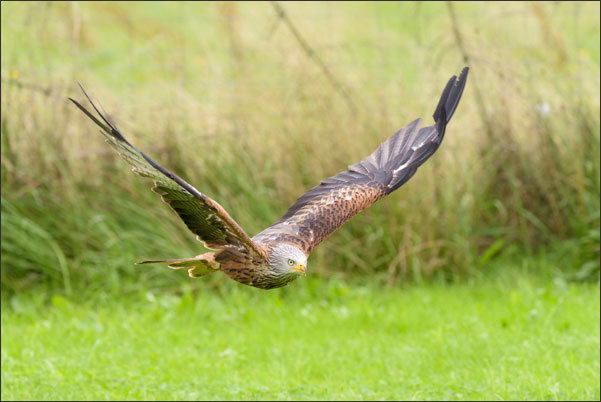 Ein Rotmilan (Milvus milvus) im Flug.<br />Nikon D810 mit AF-S NIKKOR 600 mm 1:4G ED VR
