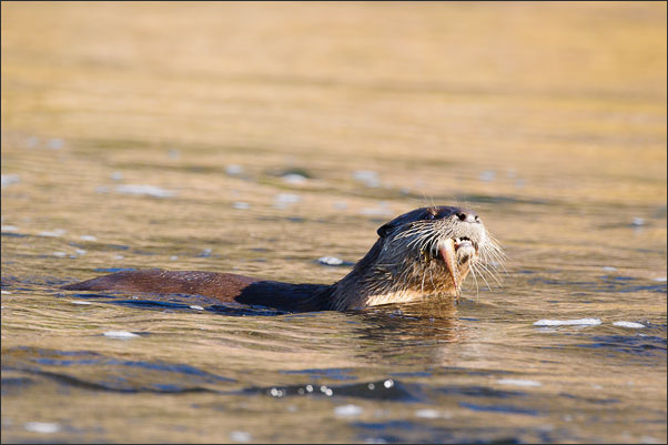 Multitasking: Schwimmen und fressen. Ein Nordamerikanische Fischotter (Lontra canadensis).<br />Nikon D3s mit AF-S NIKKOR 500 mm 1:4G ED VR und TC-14e II