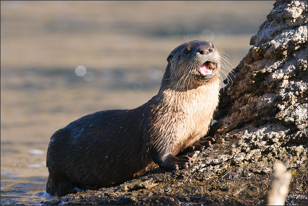 Man kaut mit geschlossenem Mund! Ein Nordamerikanische Fischotter (Lontra canadensis).<br />Nikon D3x mit AF-S NIKKOR 500 mm 1:4G ED VR und TC-14e II