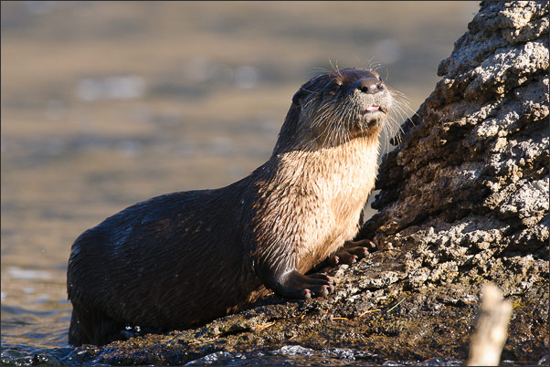 Nordamerikanische Fischotter (Lontra canadensis). Aufgenommen im Yellowstone NP, Wyoming (USA).<br />Nikon D3x mit AF-S NIKKOR 500 mm 1:4G ED VR und TC-14e II