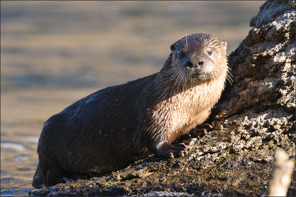 Nordamerikanische Fischotter (Lontra canadensis). Aufgenommen im Yellowstone NP, Wyoming (USA).<br />Nikon D3x mit AF-S NIKKOR 500 mm 1:4G ED VR und TC-14e II