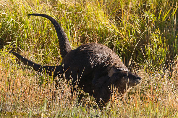 Paarung des Nordamerikanischen Fischotters (Lontra canadensis). Aufgenommen im Yellowstone NP, Wyoming (USA).<br />Nikon D3s mit AF-S NIKKOR 500 mm 1:4G ED VR und TC-14e II