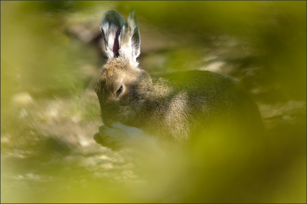 Ein  Schneeschuhhase (Lepus americanus) beim Putzen. Wyoming (USA).<br />Nikon D3s mit AF-S NIKKOR 500 mm 1:4G ED VR