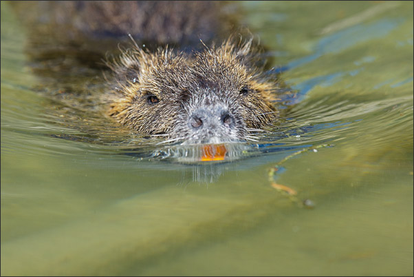 Ein Nutria (Myocastor coypus) im Wasser. Aufgenommen in Bayern.<br />Nikon D3x mit AF-S NIKKOR 500 mm 1:4G ED VR