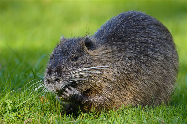 Ein Nutria (Myocastor coypus) ist Gras. Aufgenommen in Bayern.<br />Nikon D3x mit AF-S NIKKOR 500 mm 1:4G ED VR