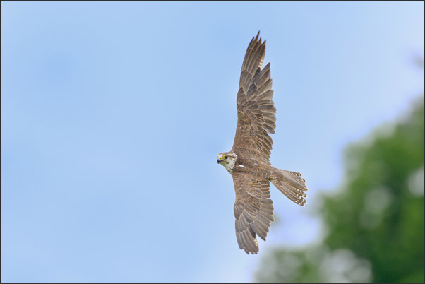 M�nnlicher Sakerfalke (Falco cherrug) Im Flug (�sterreich).<br />Nikon D800E mit AF-S NIKKOR 500 mm 1:4G ED VR und TC-14e II