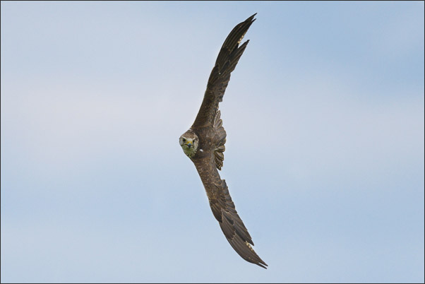 Sakerfalke (Falco cherrug) (M�nnchen) beim Kurvenflug.<br />Nikon D800E mit AF-S NIKKOR 500 mm 1:4G ED VR und TC-14e II