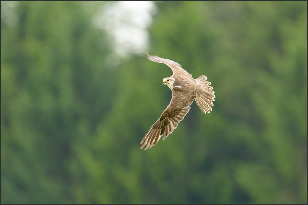 M�nnlicher Sakerfalke (Falco cherrug) im Kurvenflug vor Wald (�sterreich).<br />Nikon D800E mit AF-S NIKKOR 500 mm 1:4G ED VR und TC-14e II