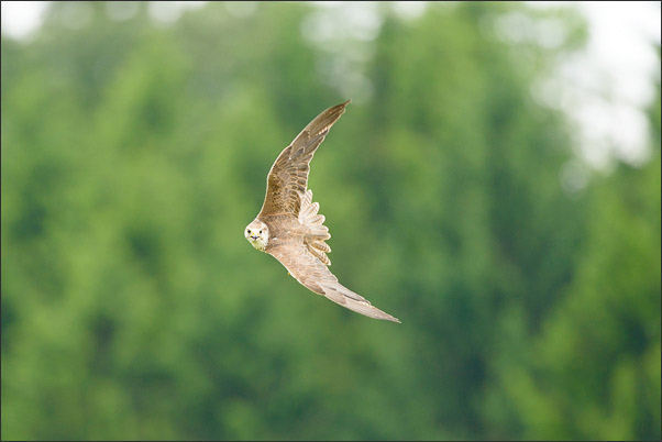 M�nnlicher Sakerfalke (Falco cherrug) im Kurvenflug vor Wald (�sterreich).<br />Nikon D800E mit AF-S NIKKOR 500 mm 1:4G ED VR und TC-14e II