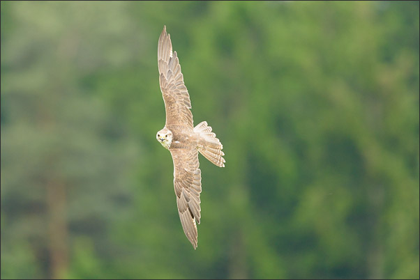 M�nnlicher Sakerfalke (Falco cherrug) am Waldrand (�sterreich).<br />Nikon D800E mit AF-S NIKKOR 500 mm 1:4G ED VR und TC-14e II