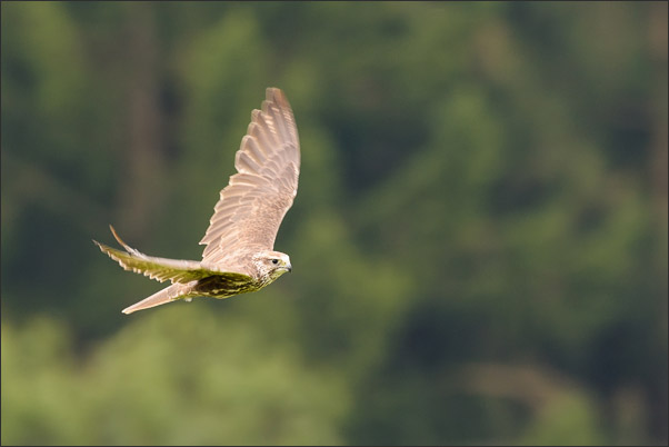 Weiblicher Sakerfalke (Falco cherrug) kam Waldrand (�sterreich).<br />Nikon D800E mit AF-S NIKKOR 500 mm 1:4G ED VR und TC-14e II