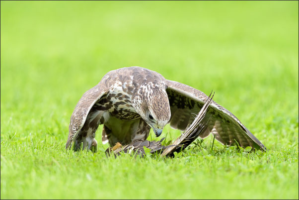 Weiblicher Sakerfalke (Falco cherrug) auf Beute (�sterreich).<br />Nikon D800E mit AF-S NIKKOR 500 mm 1:4G ED VR und TC-14e II