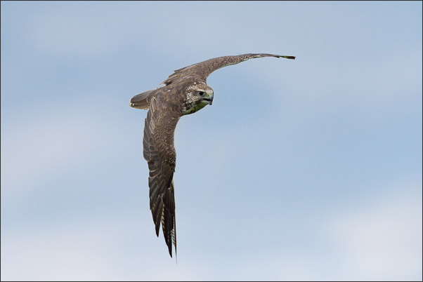Weiblicher Sakerfalke (Falco cherrug) im Kurvenflug (�sterreich).<br />Nikon D800E mit AF-S NIKKOR 500 mm 1:4G ED VR und TC-14e II