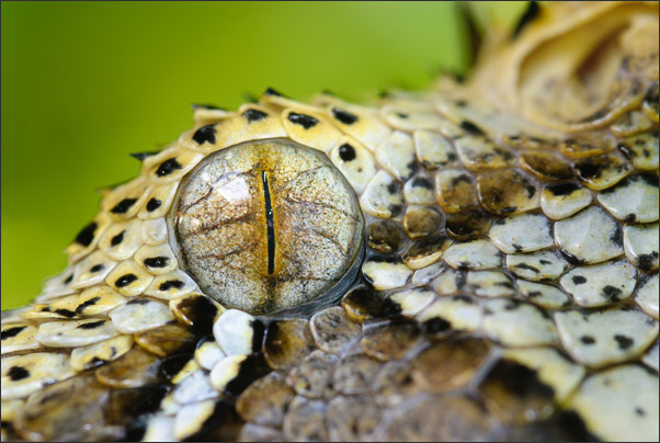 Portrait einer Nashornviper (Bitis nasicornis). Aufgenommen in einem Terrarium.<br />Nikon D200 mit AF-S Micro NIKKOR 105 mm 1:2,8G VR
