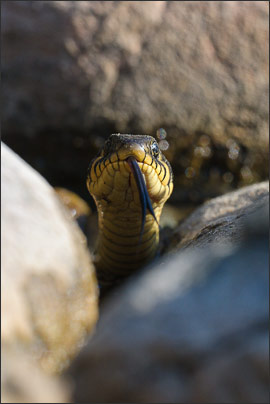 Portrait einer Ringelnatter (Natrix natrix) auf Augenh�he.<br />Nikon D3x mit AF-S NIKKOR 500 mm 1:4G ED VR, TC-14e II und Zwischenring