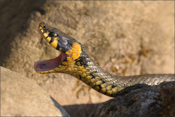 Gute Nacht! In den letzten Sonnenstrahlen g�hnte diese Ringelnatter (Natrix natrix) und verschwand dann zwischen einigen Steinen.<br />Nikon D3x mit AF-S NIKKOR 500 mm 1:4G ED VR, TC-14e II und Zwischenring