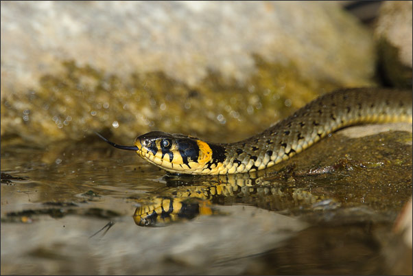 Auf ins Wasser! Ein gro�es Weibchen der Ringelnatter (Natrix natrix) auf dem Weg in ihr Element: Wasser.<br />Nikon D3x mit AF-S NIKKOR 500 mm 1:4G ED VR, TC-14e II und Zwischenring