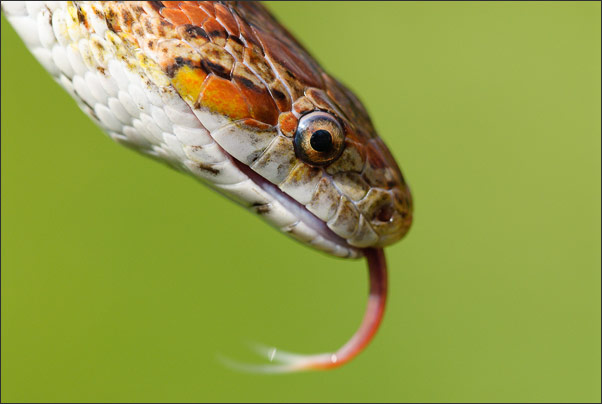 Eine Kornnatter (Pantherophis guttatus) aus war besonders kooperativ.<br />Nikon D200 mit AF Micro NIKKOR 200 mm 1:4D ED