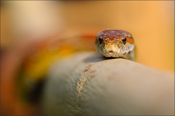 Kornnatter (Pantherophis guttatus) auf einem Ast im Abendlicht (USA).<br />Nikon D200 mit AF Micro NIKKOR 200 mm 1:4D ED