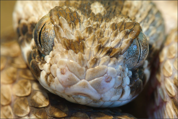 Zum Gl�ck war diese sehr giftige Gemeine Sandrasselotter (Echis carinatus) hinter einer Terrarienscheibe.<br />Nikon D200 mit AF Micro NIKKOR 200 mm 1:4D ED
