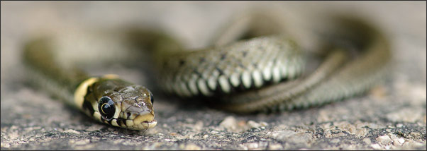 Diese jungeRingelnatter (Natrix natrix) ma� nur 13 cm. Gerade verschlingt sie einen K�fer.<br />Nikon D3x mit AF-S Micro NIKKOR 105 mm 1:2,8G VR