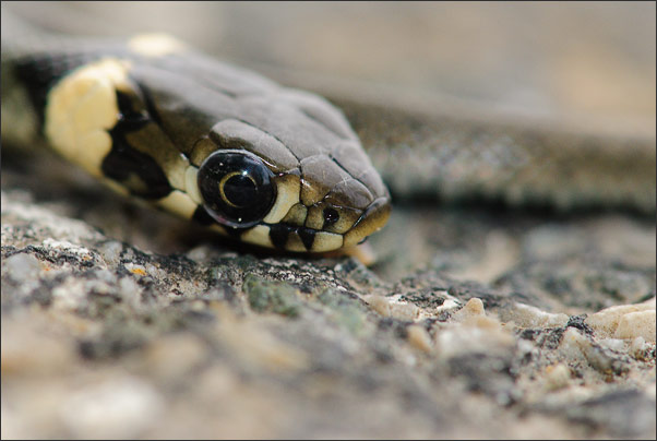 Makro-Portrait einer jungen Ringelnatter (Natrix natrix).<br />Nikon D3x mit AF-S Micro NIKKOR 105 mm 1:2,8G VR