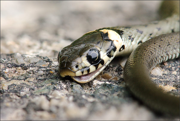 Beim Einrenken des Unterkiefers sieht diese junge Ringelnatter (Natrix natrix) etwas ungew�hnlich aus.<br />Nikon D3x mit AF-S Micro NIKKOR 105 mm 1:2,8G VR