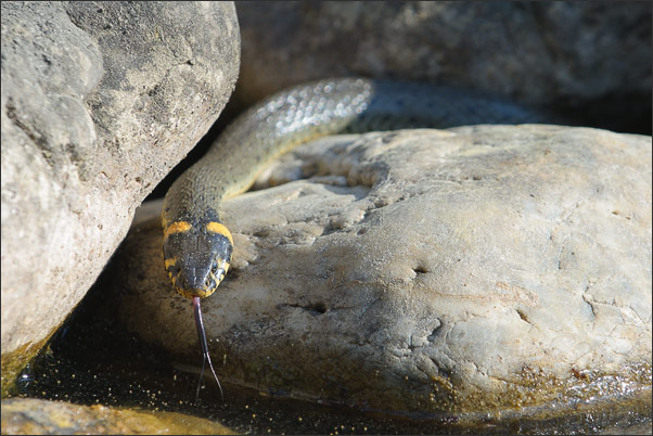 Diese Ringelnatter (Natrix natrix) pr�fte erst mehrfach das Wasser mit ihrer Zunge, bevor sie schwimmen ging.<br />Nikon D3x mit AF-S NIKKOR 500 mm 1:4G ED VR, TC-14e II und Zwischenring