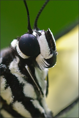 Makro-Portrait extrem: Wei�e Baumnymphe (Idea leucone) mit 3-facher Vergr��erung.<br />Nikon D200 mit Zeiss Luminar II 63 mm 1:4,5 an Novoflex BALPRO T/S