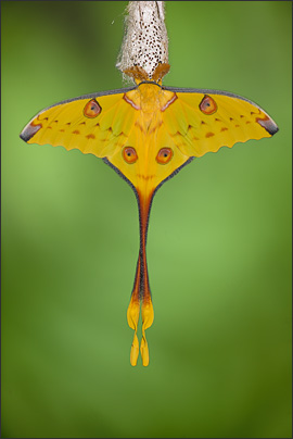 Der Kometenfalter (Argema mittrei) sitzt nach dem Schlupf noch lange auf seine Kokon (Madagaskar).<br />Nikon D3x mit AF-S Micro NIKKOR 105 mm 1:2,8G VR