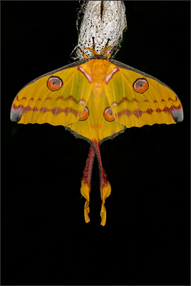 Ein weiblicher Kometenfalter (Argema mittrei) nach dem Schlupf (Madagaskar).<br />Nikon D3x mit AF-S Micro NIKKOR 105 mm 1:2,8G VR