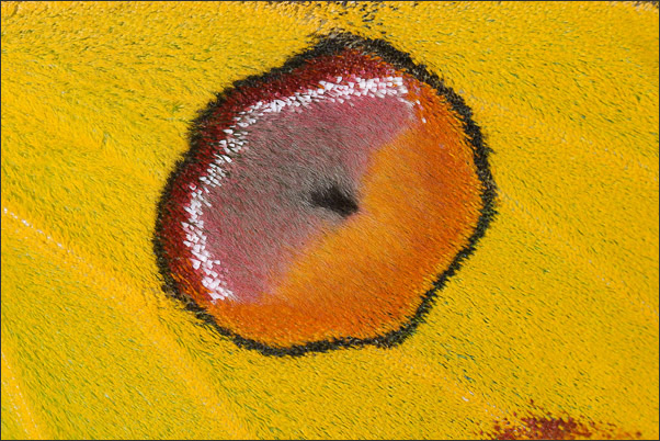 Detail auf dem Fl�gel eines Kometenfalters (Argema mittrei) mit den behaarten Schuppen (Madagaskar).<br />Nikon D3x mit AF-S Micro NIKKOR 105 mm 1:2,8G VR mit Zwischenring.