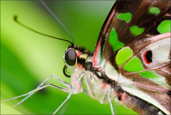 Australier: Geschweifter Eichelh�her (Graphium agamemnon).<br />Nikon D200 mit AF-S Micro NIKKOR 105 mm 1:2,8G VR